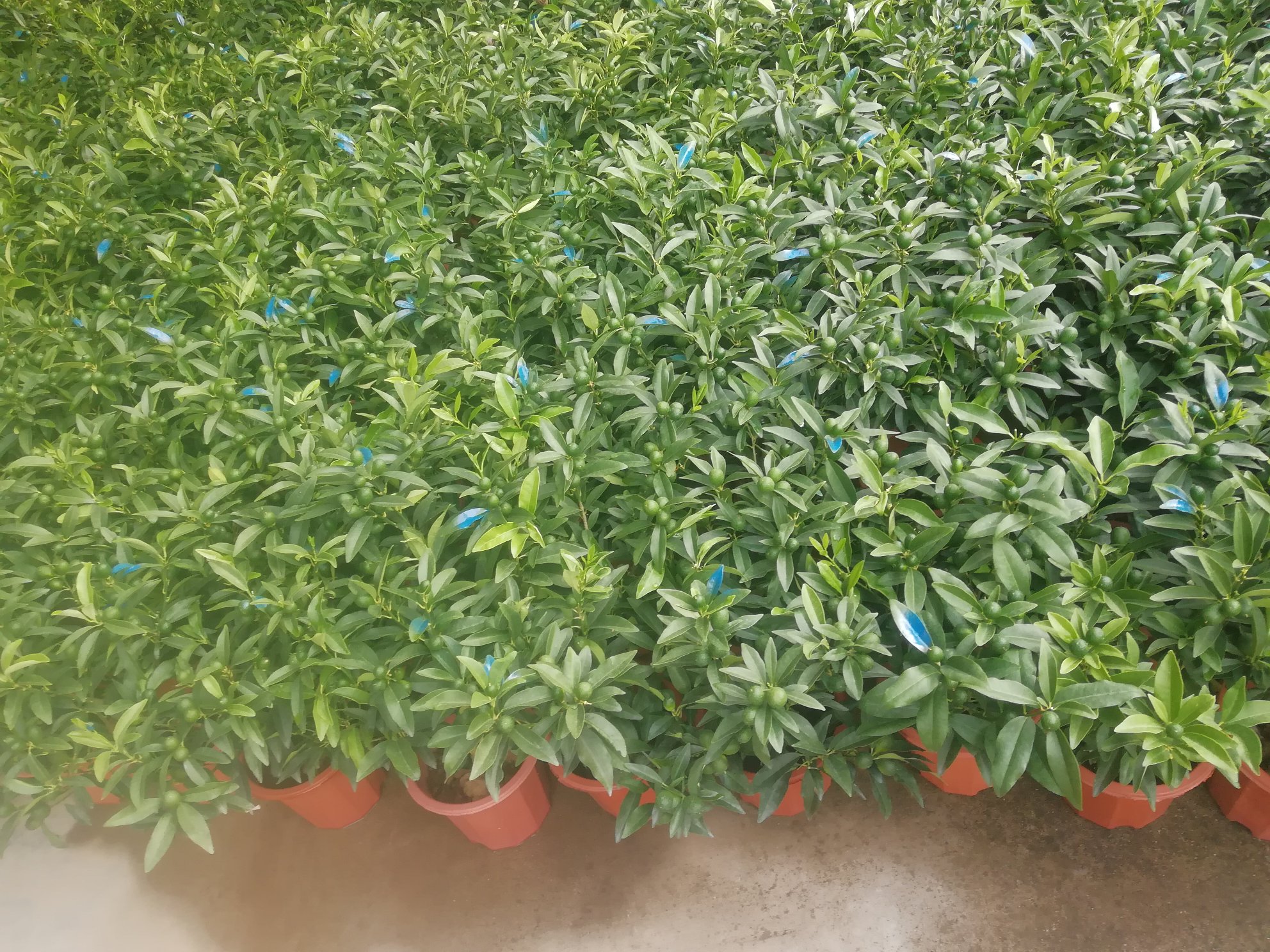 一株生长在山地灌木丛中的野金桔植株,枝条细长带刺,叶片狭长呈深绿色,枝头挂着数颗黄绿色的小型果实,果实表面有明显油腺点,整体呈现自然野生状态 野金桔植株特写