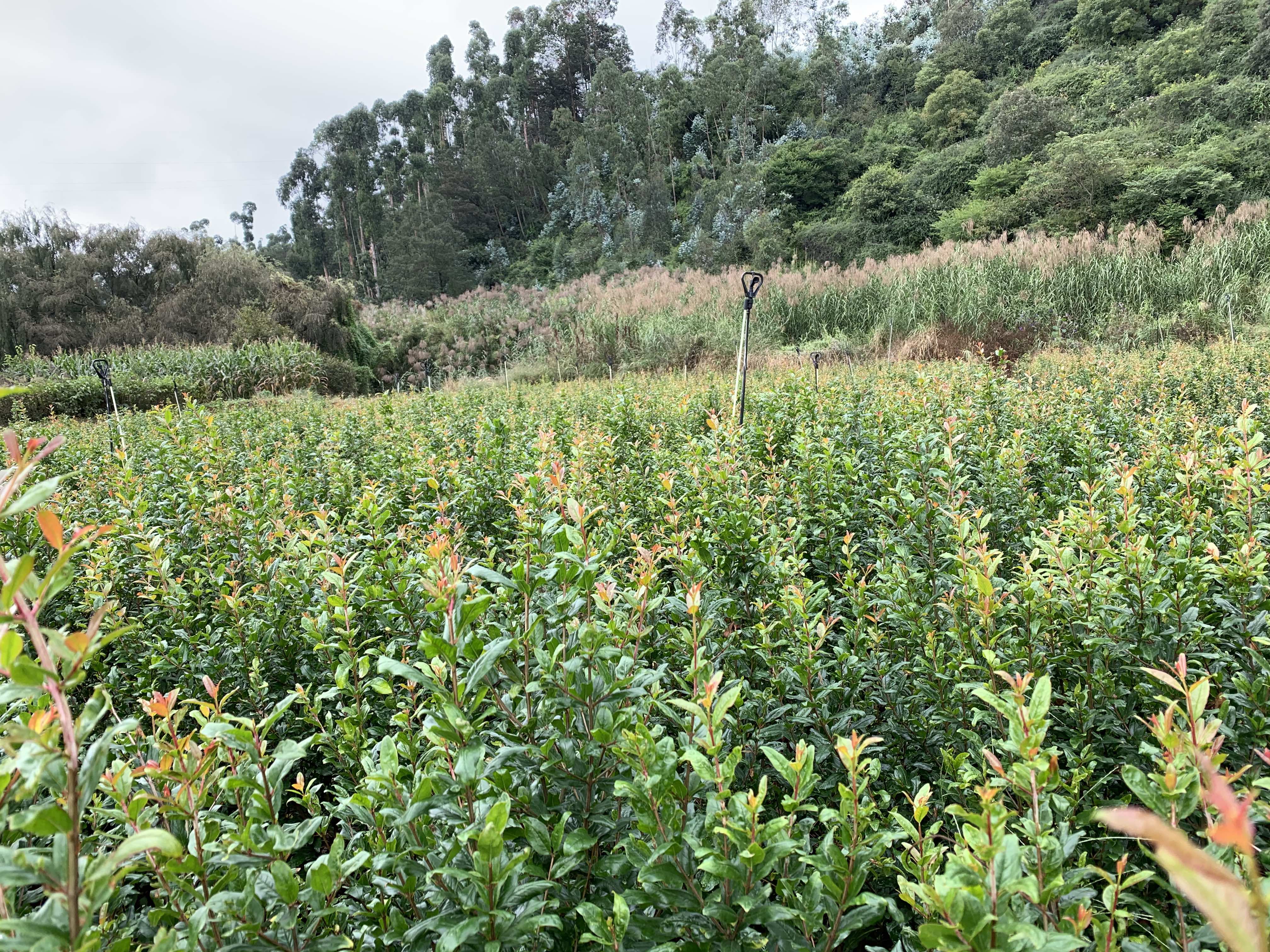 图示:突尼斯软籽石榴盛花期(5月中旬),可见大量钟状花与筒状花共存,花瓣鲜红、花药金黄,柱头湿润有粘液,为最佳人工授粉窗口期。背景为三年生丰产树体,枝条分布均匀,无徒长枝遮荫。 突尼斯软籽石榴盛花期特写