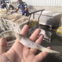 鄱阳湖野生毛刀鱼干地摊毛刀鱼