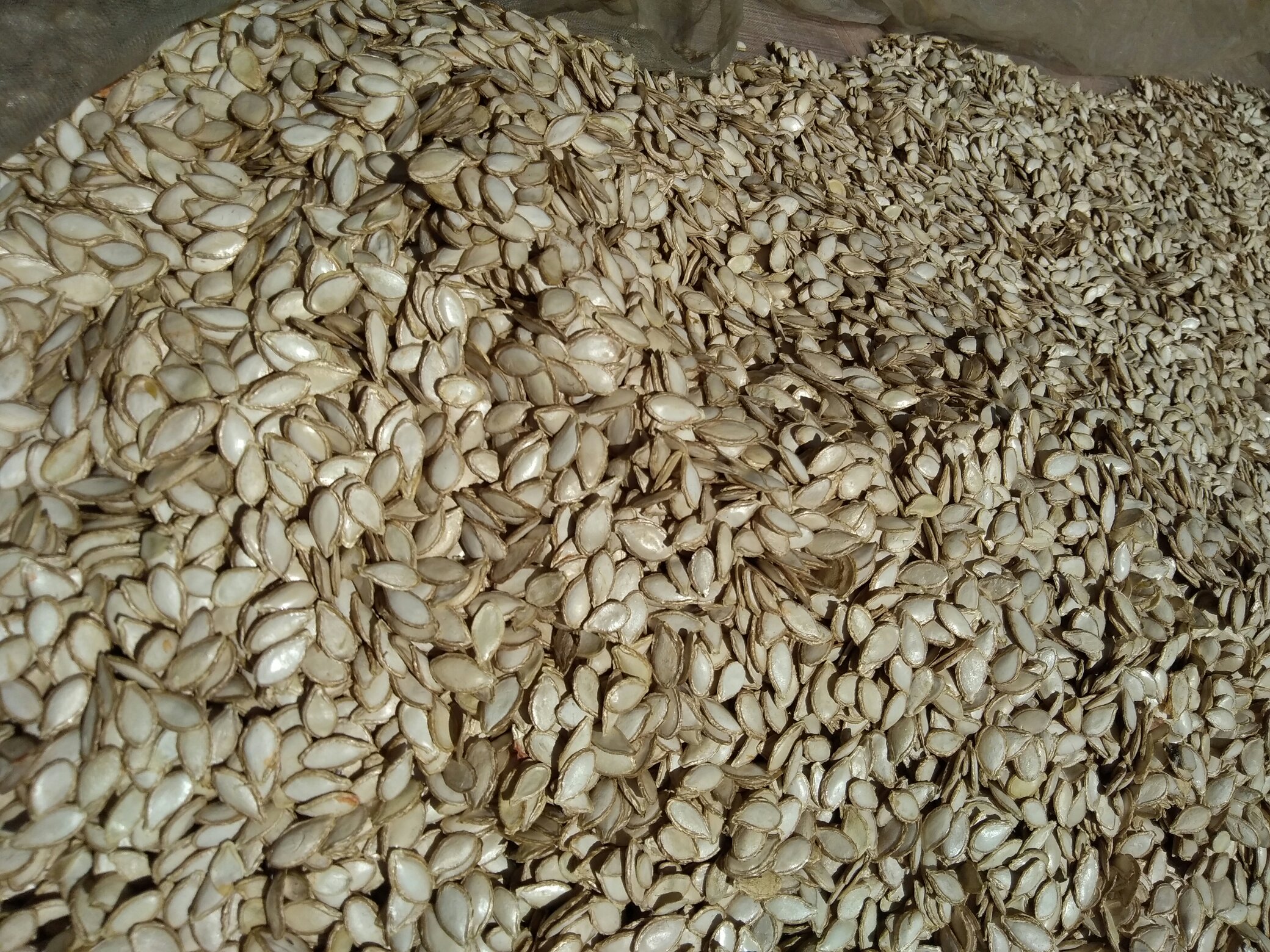 整颗南瓜储存在阴凉干燥处
