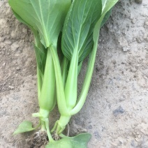 上海鸡毛菜