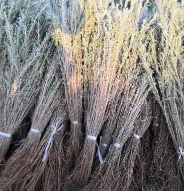 柠条苗30.40.50公分起的量大一手货源