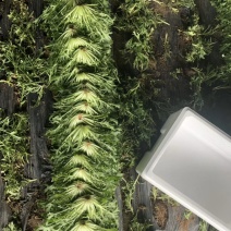 精品苦菊