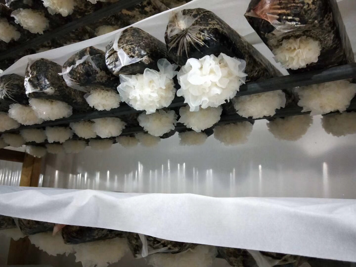 金顶侧耳工厂化栽培场景