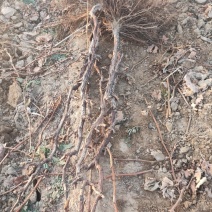 葡萄树，占地葡萄嫁接建院葡萄树树，品种多价格美丽