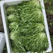 精品苦苣