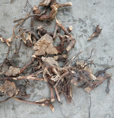 贵州野生透骨香根矮坨坨