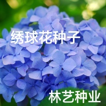 绣球花种子混色绣球四季易种易活花海公园庭院观