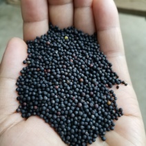 油菜籽