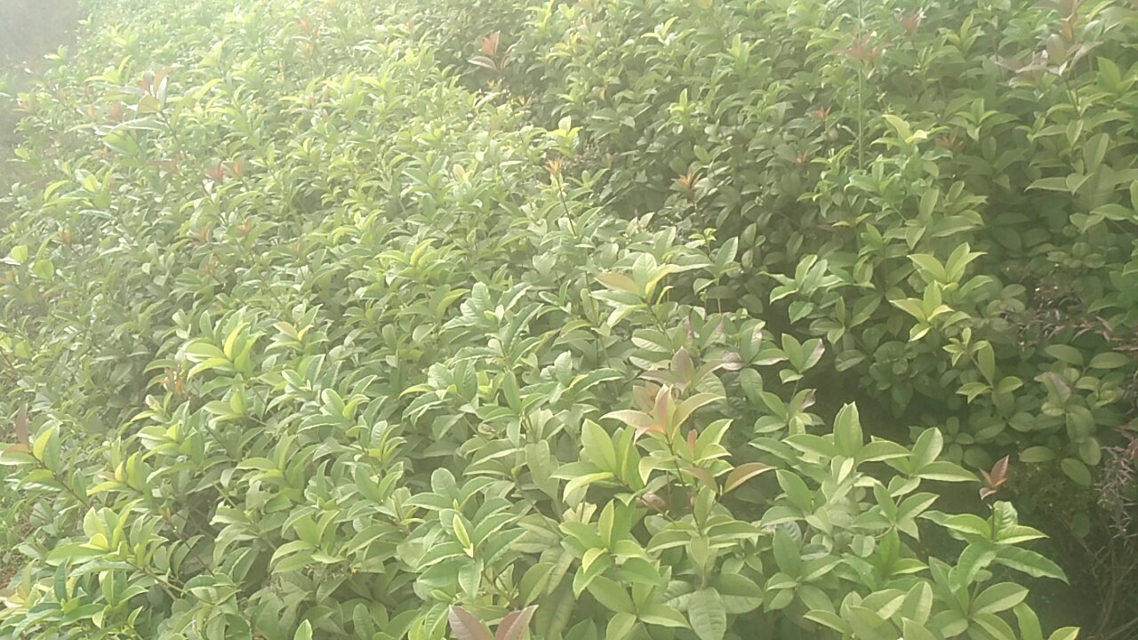 展示丛生四季桂的整体植株形态,枝叶茂密,花朵盛开 丛生四季桂植株形态