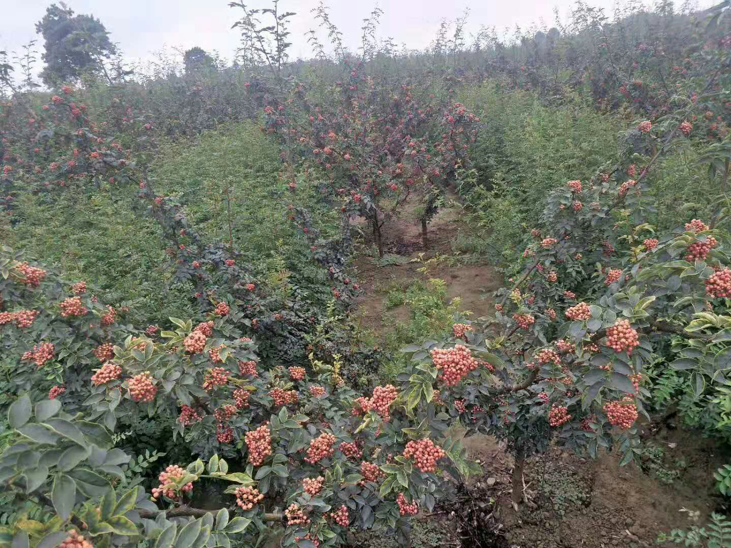 花椒原产地种植园