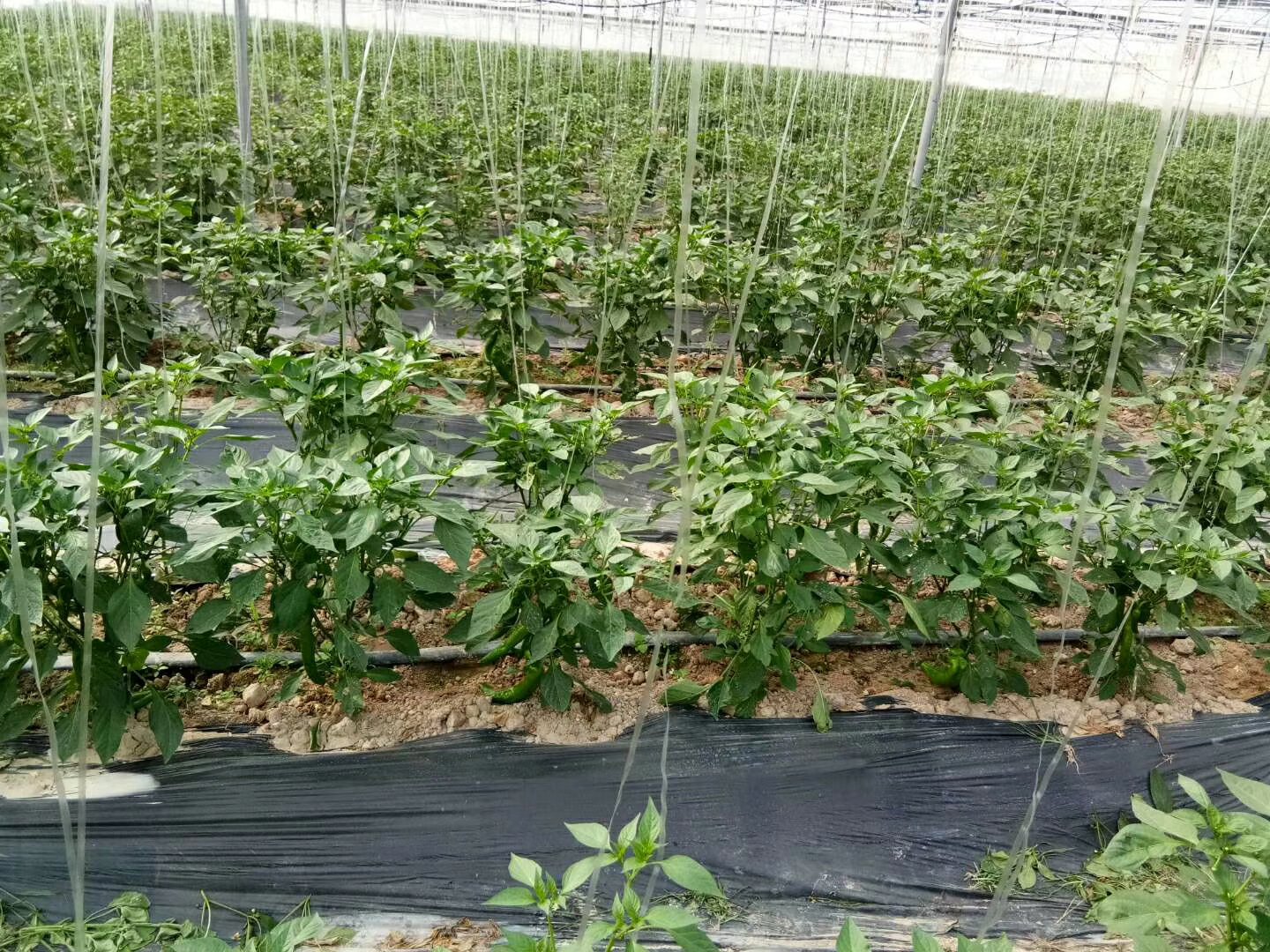 线椒早春大棚栽培关键期实景图:展现标准化设施环境下盛花坐果初期的群体长势,突出植株高度、分枝数、花果密度及地膜覆盖等规范化管理要素,反映可控环境下线椒生长期的稳定性与可预测性 线椒大棚春季栽培实景:连栋塑料大棚内,整齐定植的线椒植株已进入盛花坐果初期,主茎高约45cm,侧枝健壮,可见大量白色小花与米粒大小青绿色幼果,棚内悬挂温湿度记录仪,地面覆盖黑色地膜