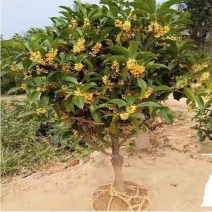 桂花树苗桂花树苗桂花盆栽室内嫁接四季桂金桂丹桂沉香桂桂花