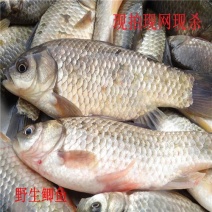野生鲫鱼