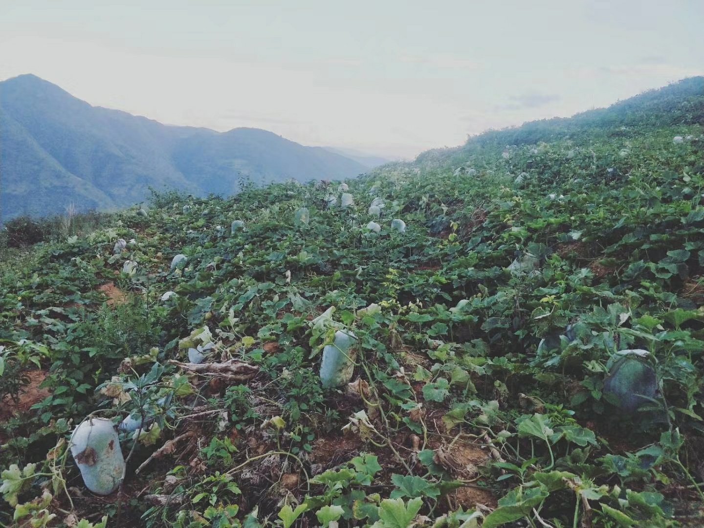 台山白皮冬瓜种植基地航拍图