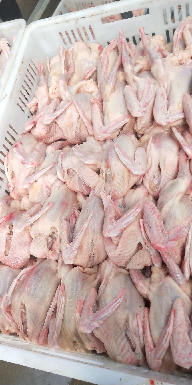 [白条鸽批发]白条乳鸽 老鸽 各种规格 厂家直供 日供应5000只价格7.