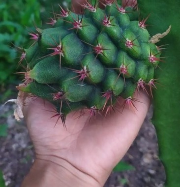 [燕窝果苗批发]厄瓜多尔燕窝,原枝苗,自粉,甜度26度,包活包技术价格6.