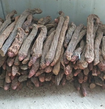 【有好货】内蒙金锁阳 冬季锁阳500克