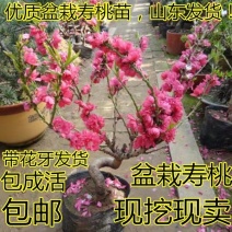 桃梅苗（红，粉）盆栽南北适种包成活包品种批发量大从优