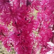 菊花桃