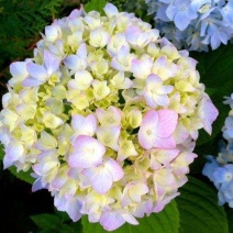 绣球花当年开花绣球花苗盆栽无尽夏绣球室内阳台花卉