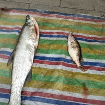 伍老大野生鱼🐟