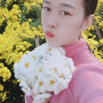 金丝皇菊，婺源皇菊！
