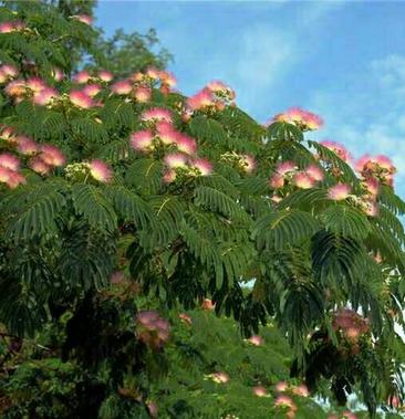 批发]合欢树苗 庭院花卉植物芙蓉树 绒花树苗合欢苗合欢小苗遮阴价格