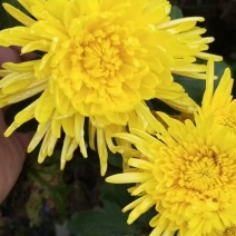 金丝皇菊