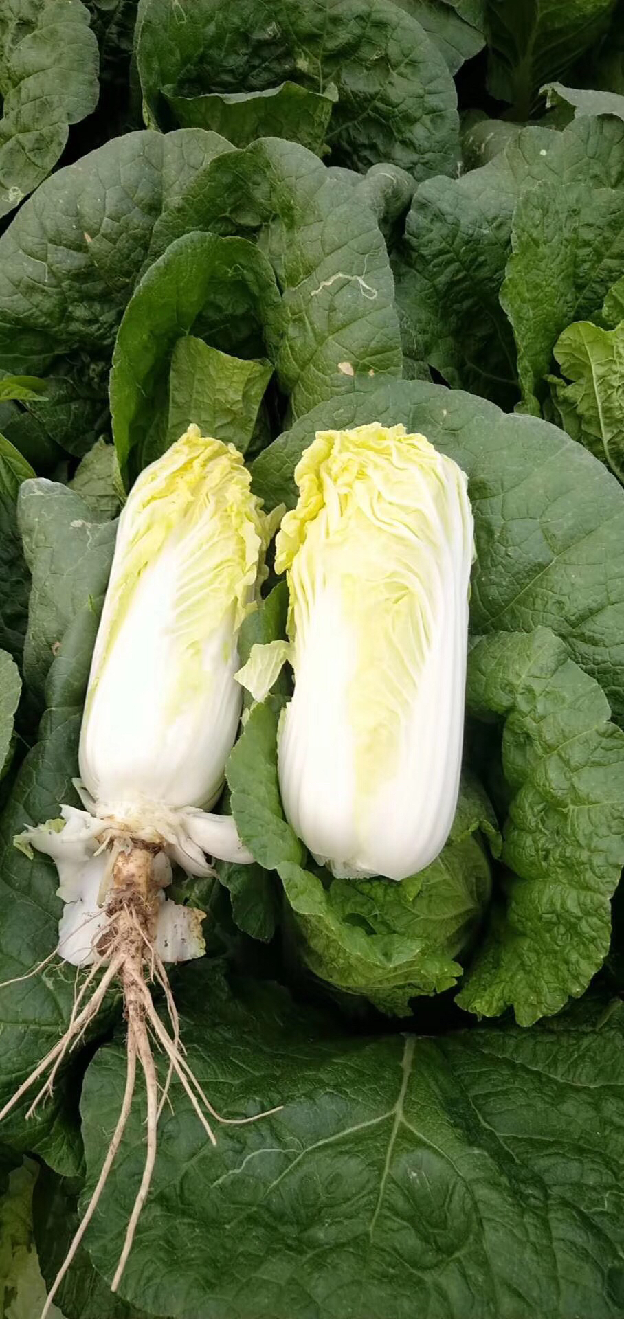 产地直销娃娃菜库存菜精品菜