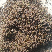 新柴胡种子