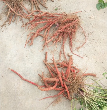 [丹参批发]优质红丹参价格3.00元/公斤 - 一亩田