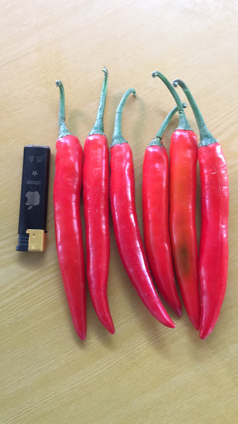 [红椒批发]广东茂名电白区鲜辣椒 1.60元/斤海花红 _ 一亩田