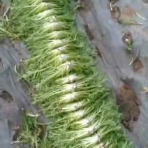 精品苦菊大量上市