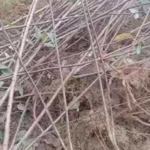 500万紫叶矮樱基地直供