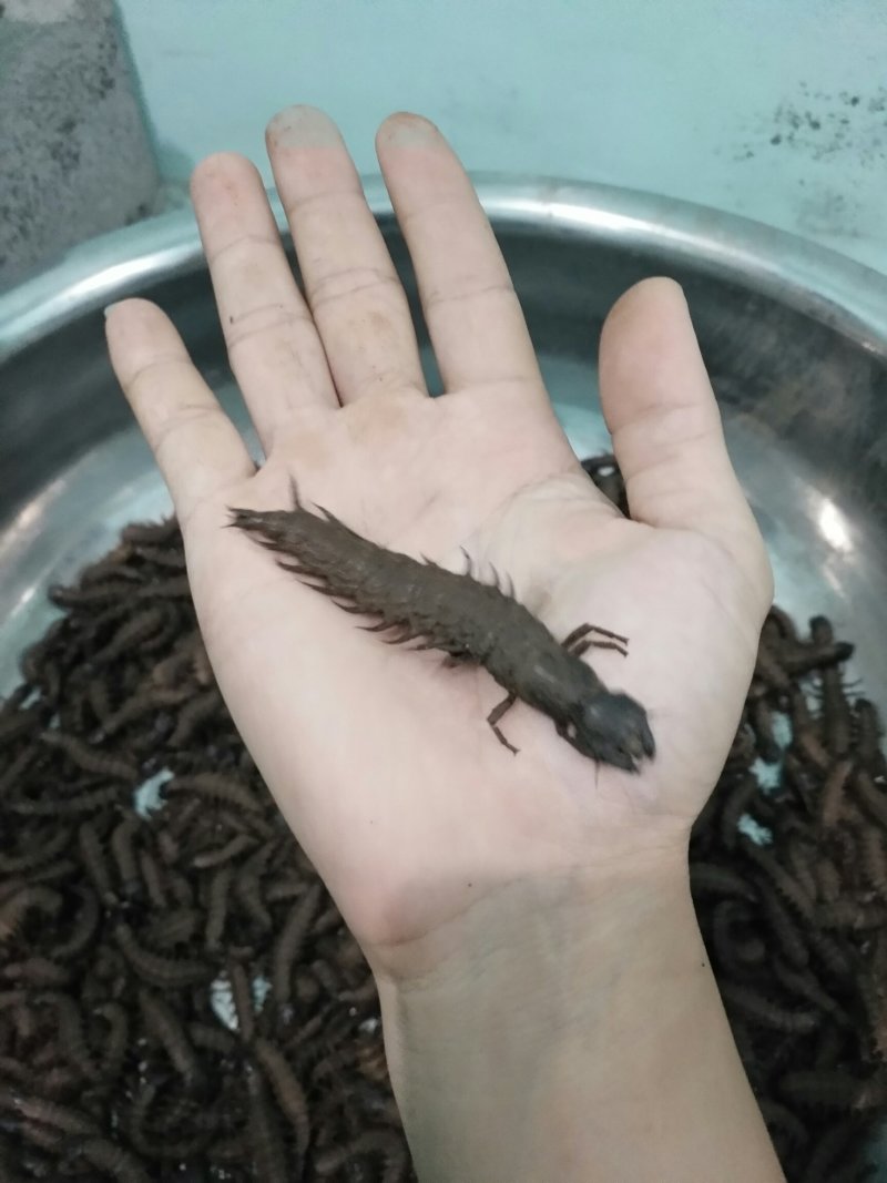 [爬沙虫批发]云南玉溪新平县爬沙虫 200.00元/斤爬沙虫野生 _ 一亩田