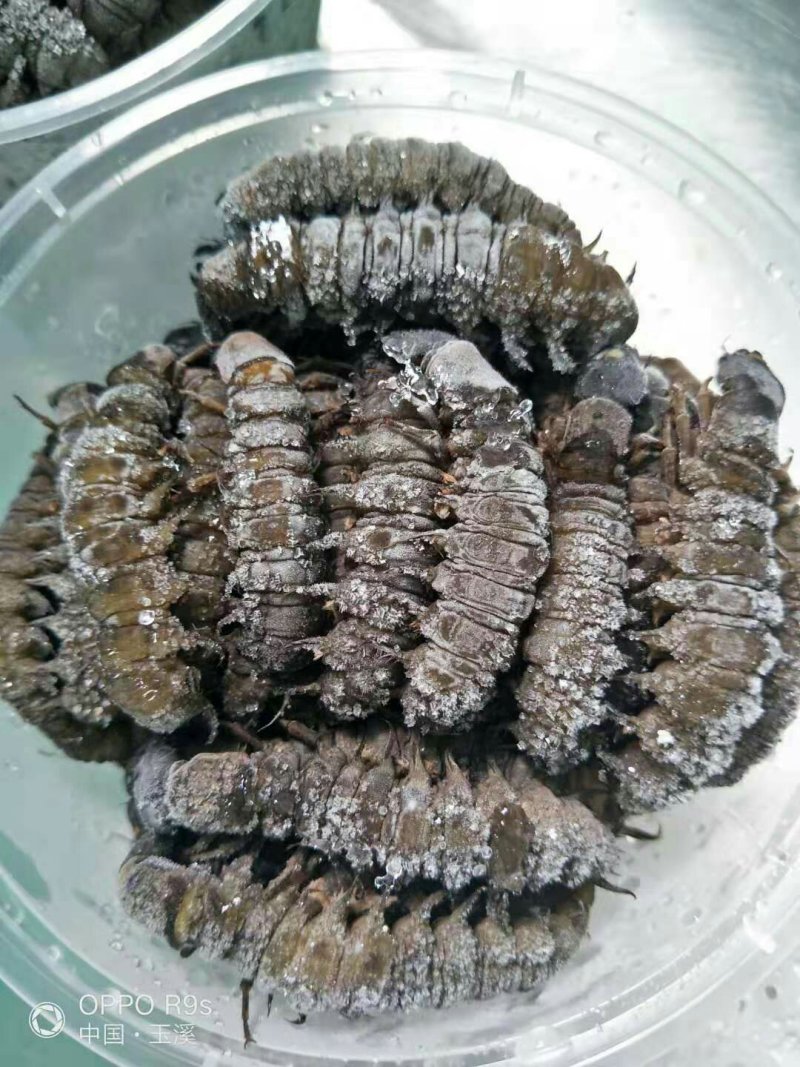 [爬沙虫批发]云南玉溪新平县爬沙虫 200.00元/斤爬沙虫野生 _ 一亩田