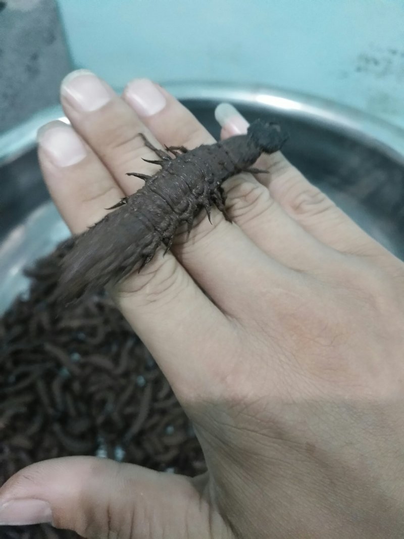 [爬沙虫批发]云南玉溪新平县爬沙虫 200.00元/斤爬沙虫野生 _ 一亩田