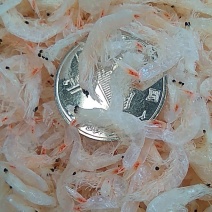 虾皮淡干无盐！个头大！干度好！肉质厚！货美丽！