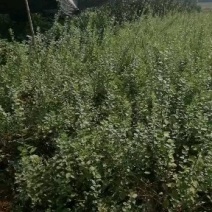 中国药都～江西省樟树市。高含量江西单叶蔓荆扦插苗，技术指