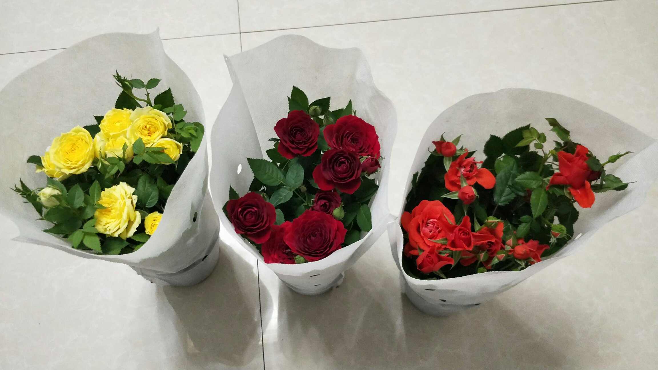 四季玫瑰用于花艺设计