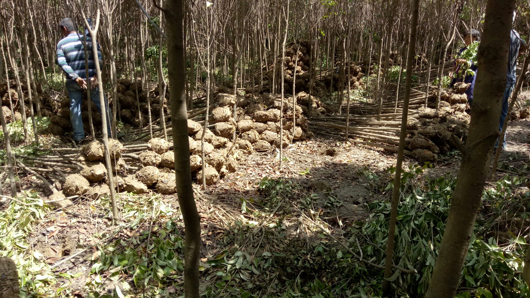 园林工人正在对大叶女贞进行土壤改良作业