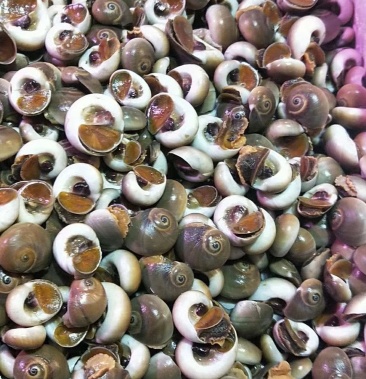 扁螺,荸荠,玉螺,香螺