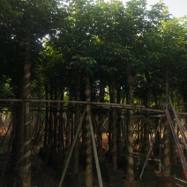 秋枫