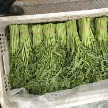茼蒿，常年代收精品茼蒿，中粗，一手货源稳定