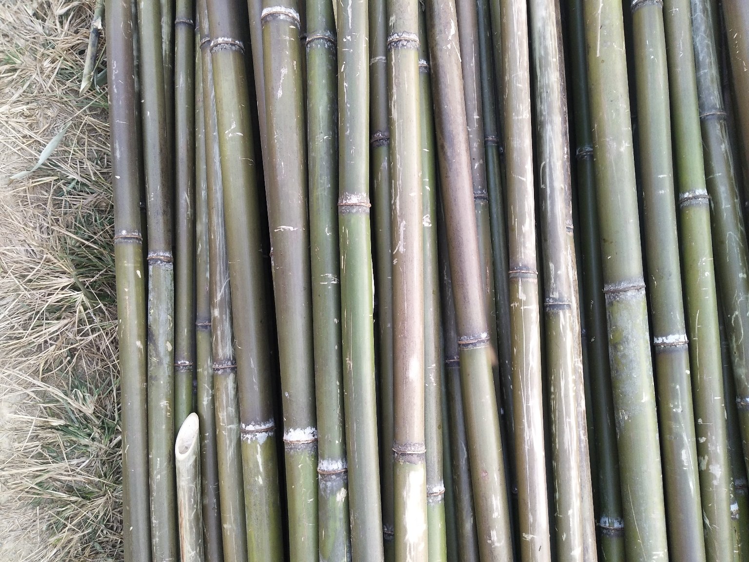 苦竹笋在竹林中自然生长的场景,展示其原生态的采集环境 苦竹笋在竹林中自然生长的场景