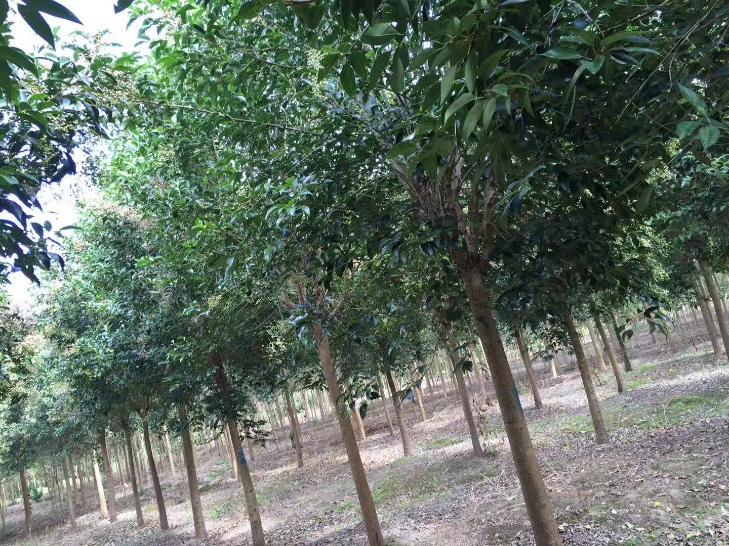 大叶女贞的叶片与果实特写,展现其叶片的光泽度与果实的形态特征 大叶女贞叶片与果实特写