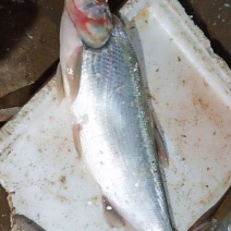 鄱阳湖野生鱼