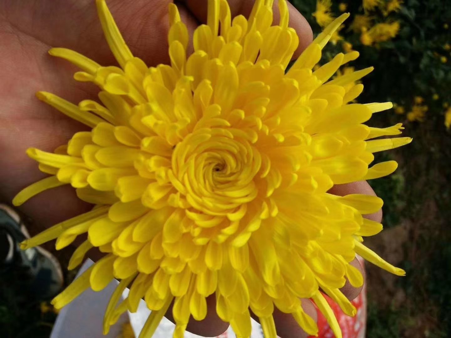 雏菊花的特写照片,展示其白色花瓣与黄色花心,用于说明雏菊的外观特征 雏菊花的特写照片