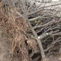 冬枣树苗龙须景观枣树占地冬枣树（6一15）厘米直径